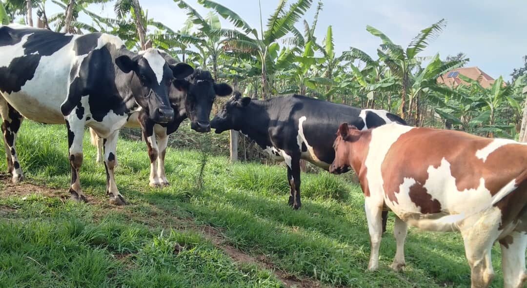 HUNGA%20AGRO%20CENTRE
