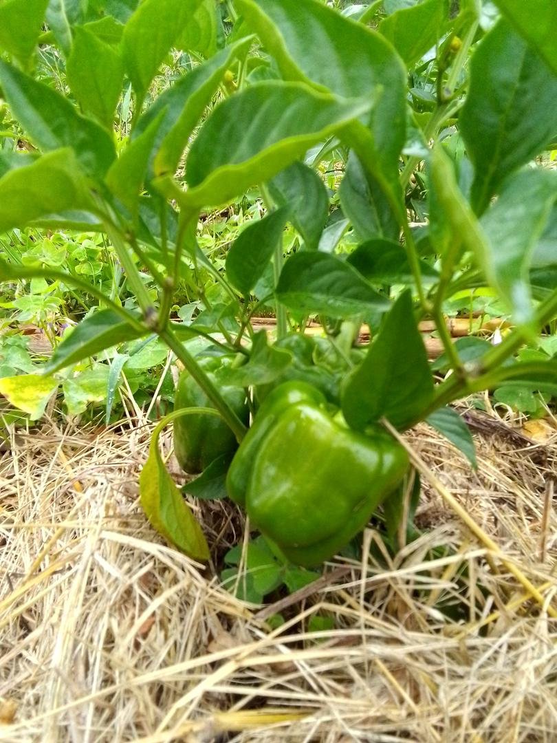 HUNGA%20AGRO%20CENTRE