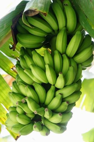banana-2058196 1280