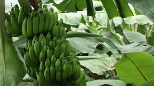 banana-tree-7563769 1280